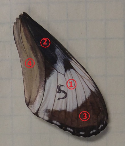 Butterfly Reflection Measurement Sample 1