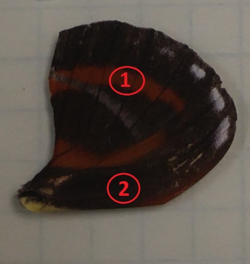 Butterfly Reflection Measurement Sample 2