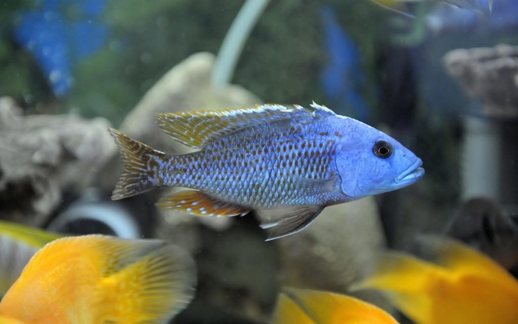 Cichlid fish HR