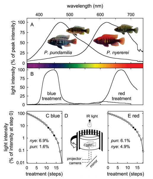 Sensory Drive in Cichlid Speciation application effects of colour light on fish